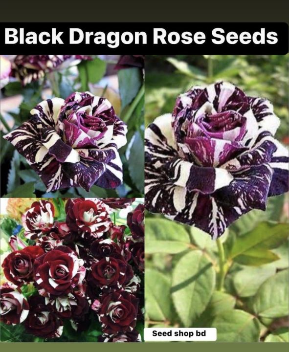 Black Dragon Rare Rose seeds-30pcs