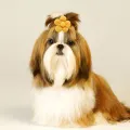 10PCS Spring Dog Bows For Puppy Cat Flower Bowknot Rubber Bands for Dogs Fashion Dog Hair Accessories Dog Grooming Accesories. 