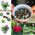 Thailand mix colours 10 Lotus seeds for your home garden. 