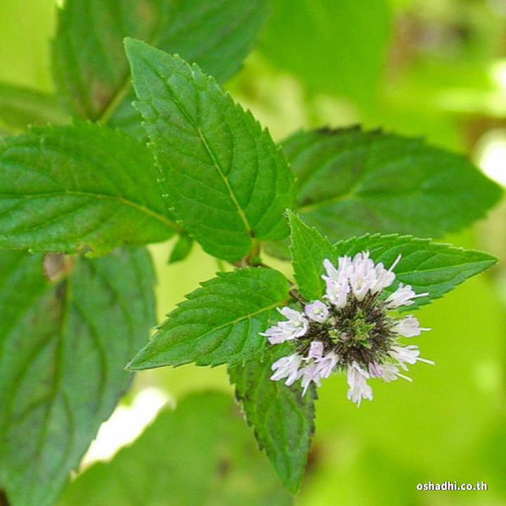 Oshadhi%20mint%20essential%20oil%2010ml%20-%20Image%203