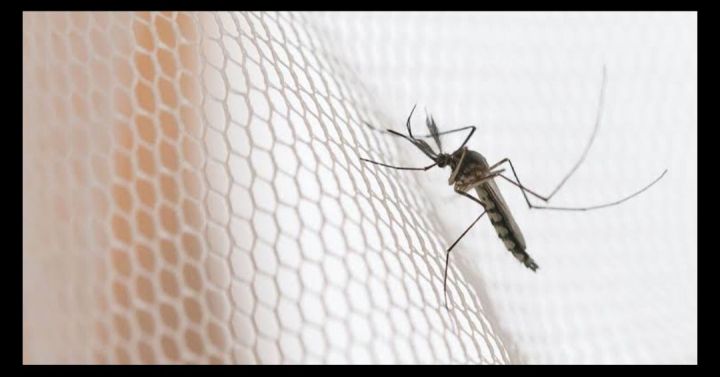 Door%20Anti%20Mosquito%20Net/Insect%20Flying%20Bug%20Mosquito%20Net/Best%20Quality%20Mosquito%20Net%202.5inc/7feet's%20-%20Image%207