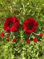 Artificial Flower Hand Gajra In Velvet Fabric With Elegant white pearl's. 