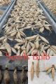 Indian Dahlia Flower/ 3+ Hybrids seeds/Bulb. 