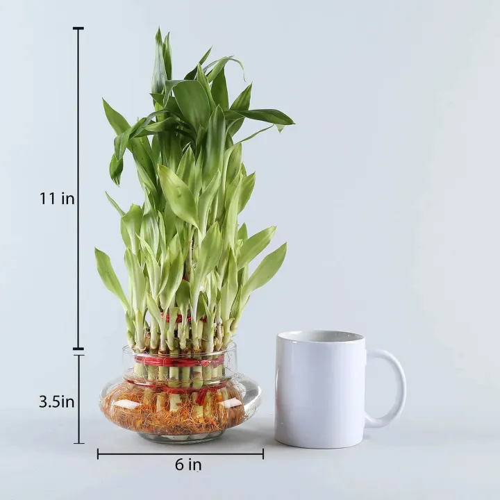 Three%20Layer%20Bamboo%20Good%20Luck%20Terrarium%20-%20Image%205