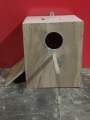 (Big Size ) Breeding Box for, cocktail, 12”x10”x9”( Mango Wood) /folding cages/ birds iron cages. 