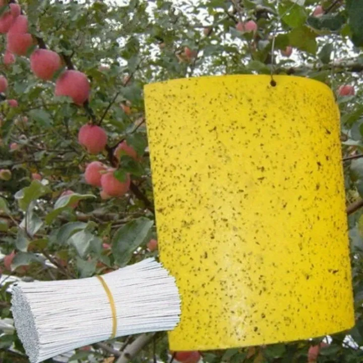 20pcs%20Strong%20Fruit%20Fly%20Traps%20Bugs%20Yellow%20Sticky%20Board%20Pest%20Control%20Insect%20Killer%20Two-sided%20Glue%20Paper%20Trap%20For%20Kill%20Pests%20-%20Image%204