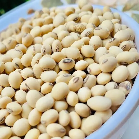 Soya%20Bean%20Seeds%20%7C%20Soyabean%20Dana%20%7C%20Protein%20&%20Natural%20%7C%20500%20gm%20-%20Image%203