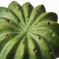 IKEA Artificial potted plant w pot, set of 3, cactus, 6 cm. 