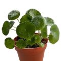 Dollar Plant / Pennywort Live Plant. 