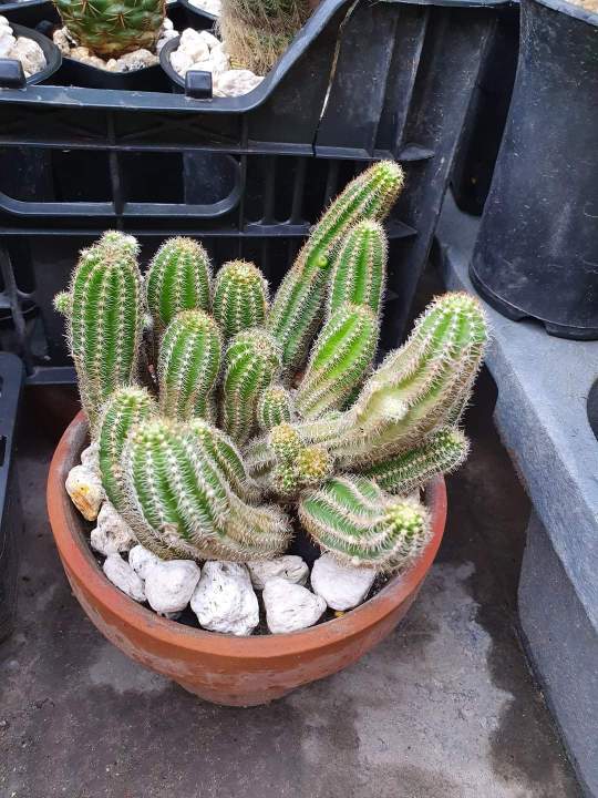 Pumice%20stone%2018-22mm%20washed%20for%20cactus%20-%20Succulent%20-%20Bonsai%20and%20Plants%20Soil%20Mix%20-%20Image%206