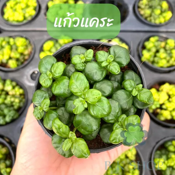 Glass,%20dwarf%20glass,%20auspicious%20glass,%20auspicious%20glass,%20auspicious%20glass%20-%20Image%205