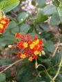 Lantana Flower Seeds (10 seeds). 