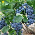 Thai Blueberry Fruit Bonsai Tree Seeds - 10+ Pcs Seeds.