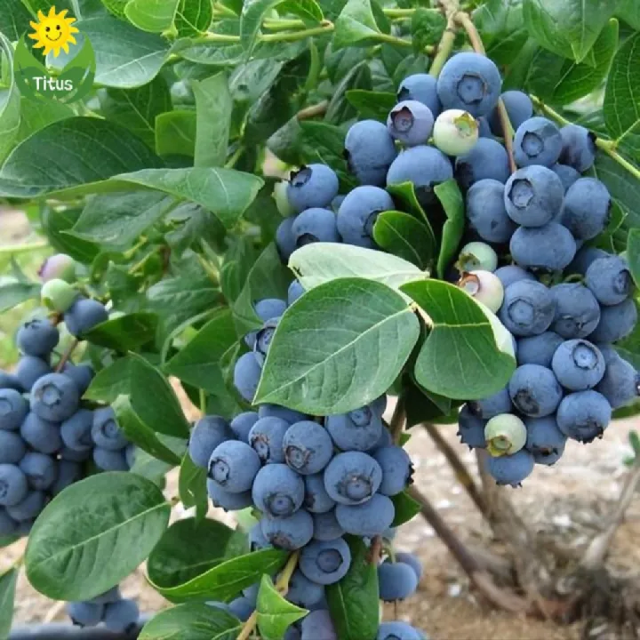 Thai%20Blueberry%20Fruit%20Bonsai%20Tree%20Seeds%20-%2010+%20Pcs%20Seeds%20-%20Image%203