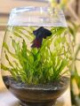 Betta fish Bowl/ Glass Bowl for mini planted terrarium, planted. 
