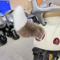 Remote Control Electric Wagging Fox Tail for Scooter Plush Faux Fur Car Rear Decoration Moving Animal Tail Accessory. 