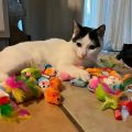 56pcs/28pcs/14pcs Cat Toys Mixed Pack. A Combination of Various Plastic Toys and Plush Toys Suitable for Multiple Cats To Play. 