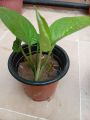 Money plant. 