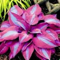 Wholesale bonsai color 50 seeds Hosta plantaginea Caladium seeds rare bonsai auspicious tree air purifying tree flower seeds bonsai ornamental tree plant decoration plants. 
