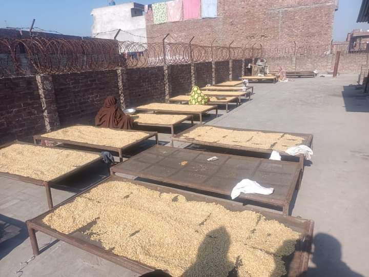 High%20Quality%20Chilgoza%20/%20Pine%20Nuts%20/%20Gilgit%20Specail%20Shogat%201%20kg%20(1000g)%20-%20Image%204