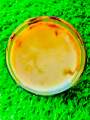 salaje t origninal gilgit baltistan 12gram/Pure honey /shilajgilgiti t mountain. 