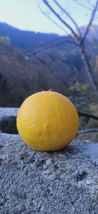 Fresh Farm-Grown Oranges - Naturally Sweet and Juicy