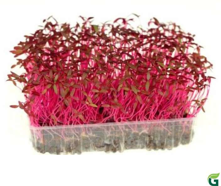 Lal%20Shak%20Red%20amaranth/%20%E0%A6%B2%E0%A6%BE%E0%A6%B2-%E0%A6%B6%E0%A6%BE%E0%A6%95%20%20/-20gm%20seeds%20Intact%20packet%20-%20Image%204