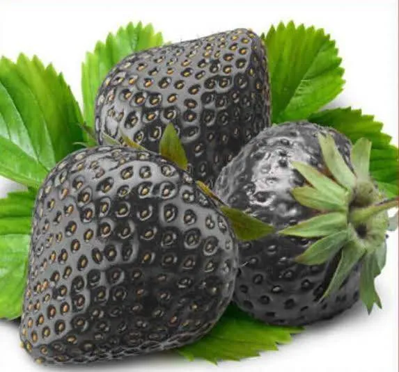IMPORTED%20Black%20Strawberry%20Seeds%20-30pcs%20-%20Image%202