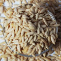 1 Packet Musk Melon Seeds 3 Gram. 