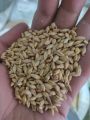 Barley joo Seeds Barley whole seeds Organic 1 kg. 