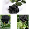 Authentic Black Rose Seeds -30pcs+SURPRISE GIFT. 