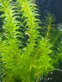 Hydrilla LOW TECH AQUATIC PLANT BUNCH OF 7 |

Aquarium Live Plants Online – Freshwater Aquarium Plants for Sale in Pakistan,. 