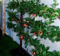 Global Apple Tree Seeds Confirmed germinated -15pcs. 