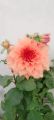 Indian Dahlia Flower/ 3+ Hybrids seeds/Bulb. 