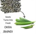 Okra Lady Finger (Bhindi) Kitchen Gardening Vegetable Seeds | Daraz.pk. 