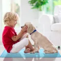 Dog Cooling Mat Large Cooling Pad Summer Pet Bed for Dogs Cats Kennel Pad Breathable Pet Self Cooling Blanket Dog Crate Sleep. 