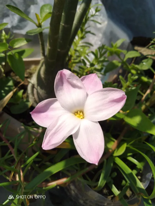 Rain%20Lily%20pie%201%20matured%20blubs%20-%20Image%202