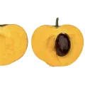 Laulu plant canistel egg fruit plant. 