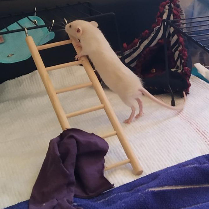 1pc%20Parrot%20Toy%20Wooden%20Bird%20Climbing%20Ladder,%20Parrot%20Bird%20Cage%20Supplies,%20Solid%20Wood%20Stand%20Climbing%20Ladder,Hamster%20ladder%20-%20Image%205