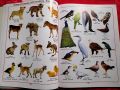 Kids famous words book 1000 words in picture. 