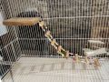 Handmade Solid Wood Bird Relaxing Perch – Multi-Step Fancy Ladder & Playable Stand for Cockatiels, Lovebirds, Ringnecks, Budgies and Finches (Easy to Install). 