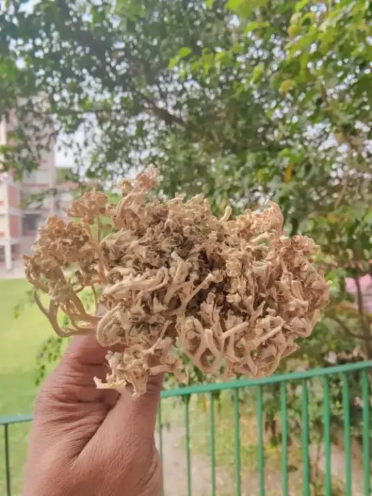 Moriom%20Full%20Morium%20Full%20Mariyam%20Flower%20Big%20Size%20-%20Image%203