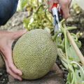 Rock melon Seed 10 Piece For garden - Fruit Seed - সাম্মাম/রকমেলন বীজ.