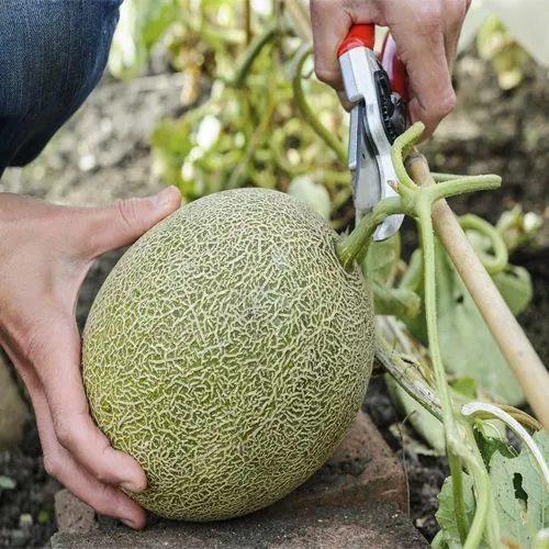 Rock%20melon%20Seed%2010%20Piece%20For%20garden%20-%20Fruit%20Seed%20-%20%E0%A6%B8%E0%A6%BE%E0%A6%AE%E0%A7%8D%E0%A6%AE%E0%A6%BE%E0%A6%AE/%E0%A6%B0%E0%A6%95%E0%A6%AE%E0%A7%87%E0%A6%B2%E0%A6%A8%20%E0%A6%AC%E0%A7%80%E0%A6%9C%20-%20Image%202
