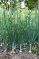 Bunching Onion-Vegetable Seed(ကြက်သွန်မြိတ်မျိုးစေ့). 