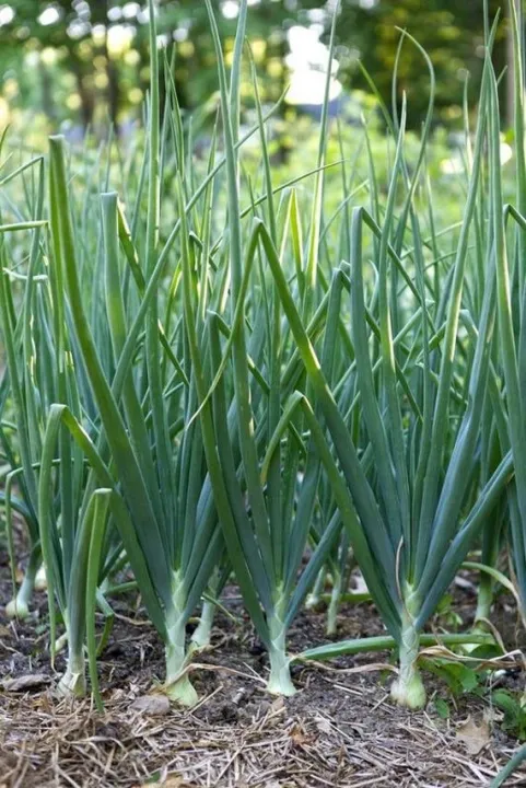 Bunching%20Onion-Vegetable%20Seed(%E1%80%80%E1%80%BC%E1%80%80%E1%80%BA%E1%80%9E%E1%80%BD%E1%80%94%E1%80%BA%E1%80%99%E1%80%BC%E1%80%AD%E1%80%90%E1%80%BA%E1%80%99%E1%80%BB%E1%80%AD%E1%80%AF%E1%80%B8%E1%80%85%E1%80%B1%E1%80%B7)%20-%20Image%204