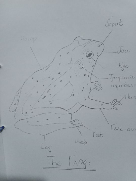 Practical%20Notebook%20Biology%20class%2011,12%20(%20Fully%20Solved,%20unchecked%20)%202025%20Edition%20-%20Image%206