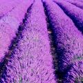 French lavender📌The cheapest 10g.📌20 French lavender seeds🎊French imported🎊Easy grow🌿Beautiful Flower☘️ Very fragrant. 