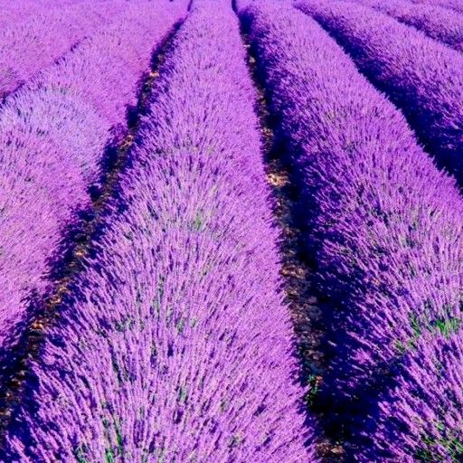 French lavender📌The cheapest 10g.📌20 French lavender seeds🎊French imported🎊Easy grow🌿Beautiful Flower☘️ Very fragrant