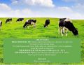 Adult Cow Feed Powder (1 Kg)- Milk Booster- PR | For Better Health, FCR & Improves Milk productivity in Cow & Buffalo, Sheep and Goat. 
